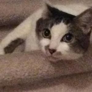 Meet your Posher, So